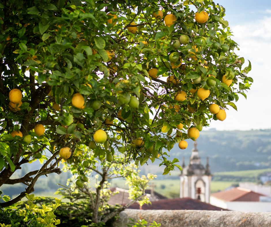 Lemon tree