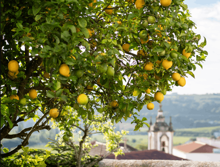 Lisbon to Douro Valley